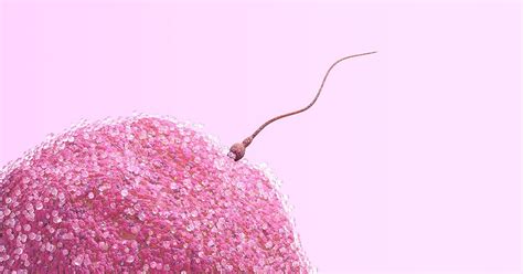 sperm prada|Sperm Myths and Facts: Speed, Lifespan, Volume, and More.